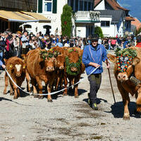 Vieh25_(1181) Vieh25_(1181)