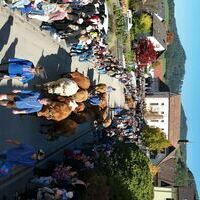 Vieh25_(1186_f) Vieh25_(1186_f)