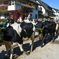 Vieh25_(1195) Vieh25_(1195)