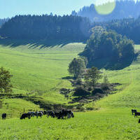 Vieh25_(1235) Vieh25_(1235)