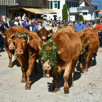 Vieh25_(1180) Vieh25_(1180)